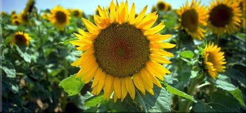 Sun Flower1